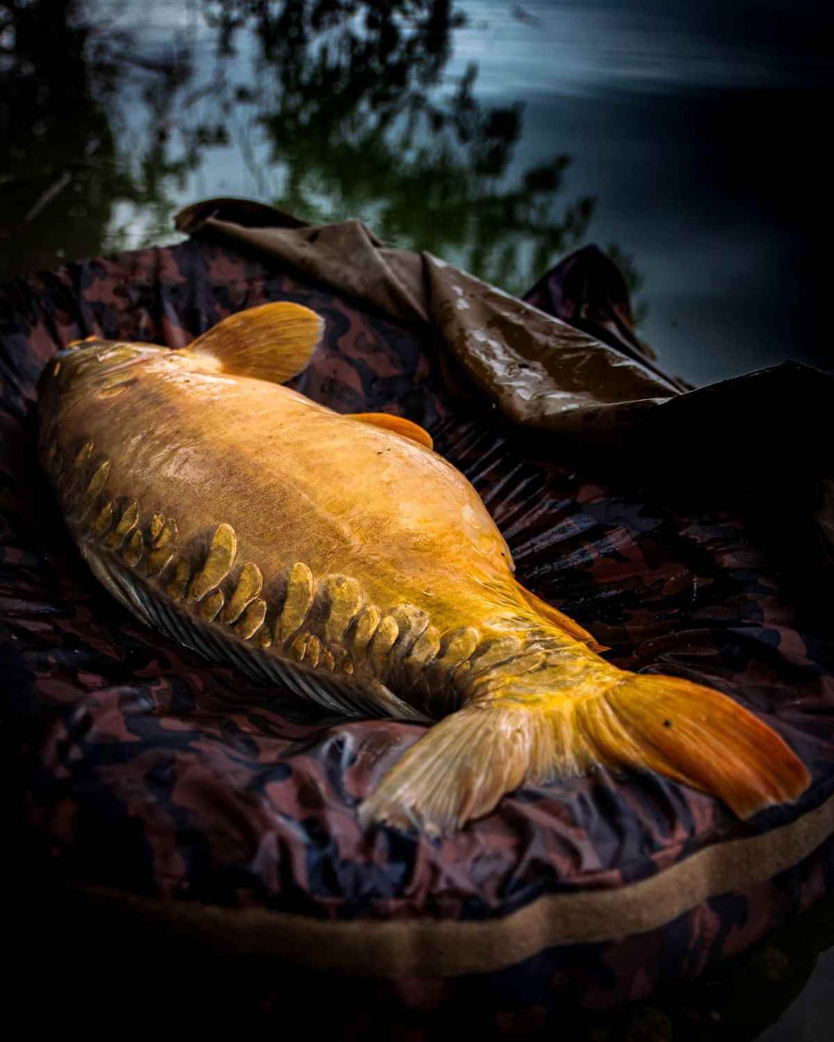 Carp angler with rods set up for a skills workshop
