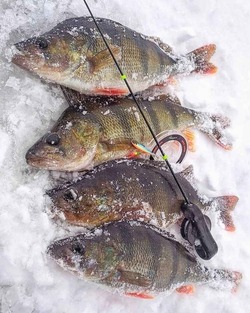Fishing net and rod prepared on the bank of a lake