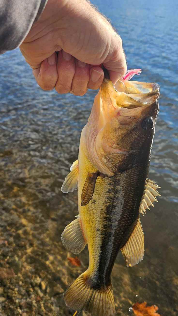 Close-up of a perch caught during a guided session